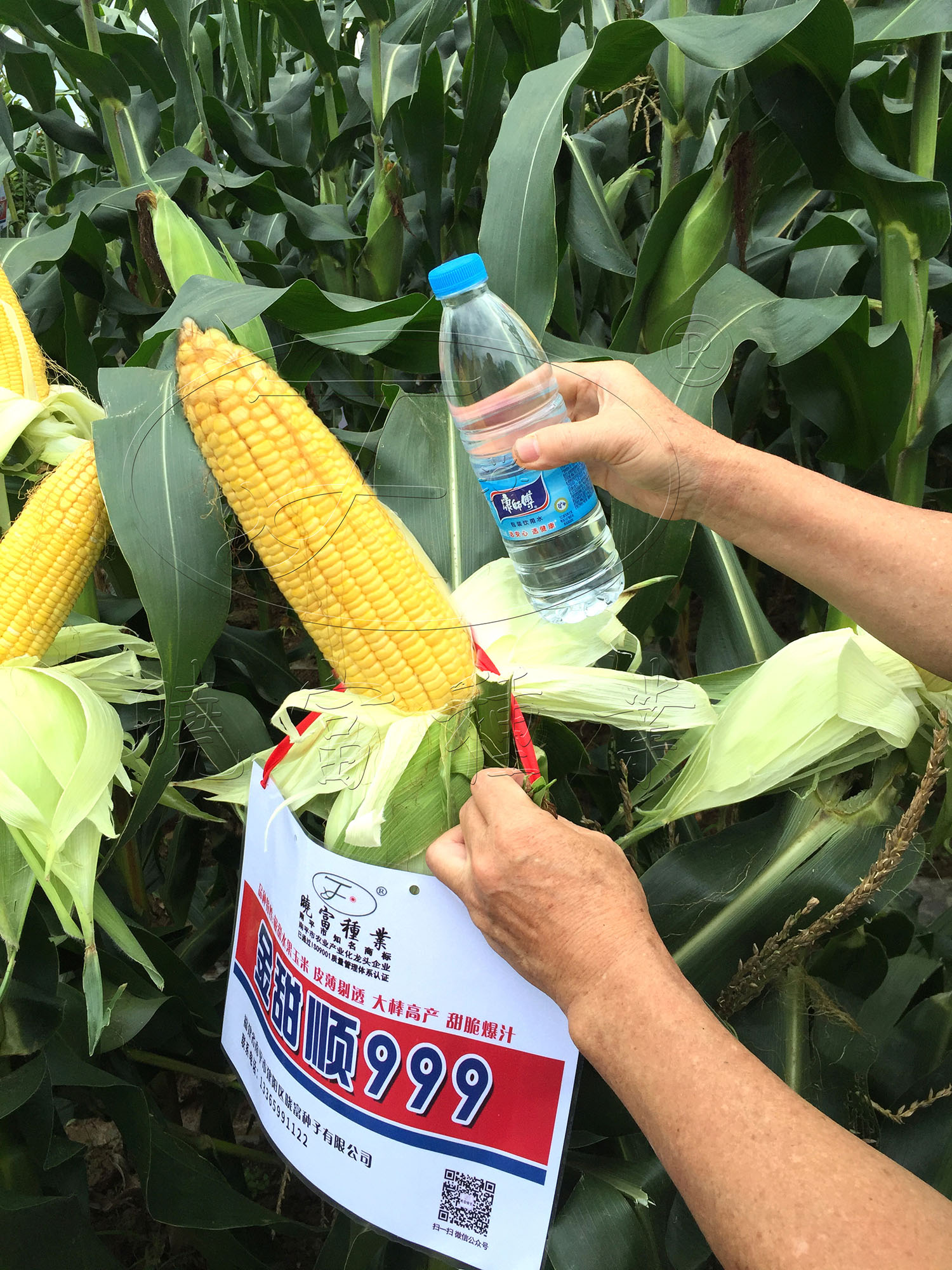 1594543059875930.jpg 7.jpg